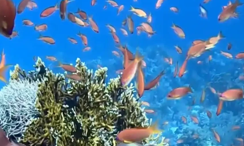 Saros: Profesyonel Dalgıçlar için 5'li Dalışı Paketi