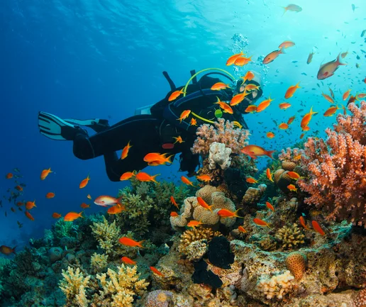 Tüplü Dalış Deneyimi - Discovery Dive
