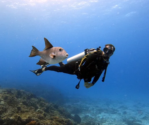Tüplü Dalış Deneyimi - Discovery Dive