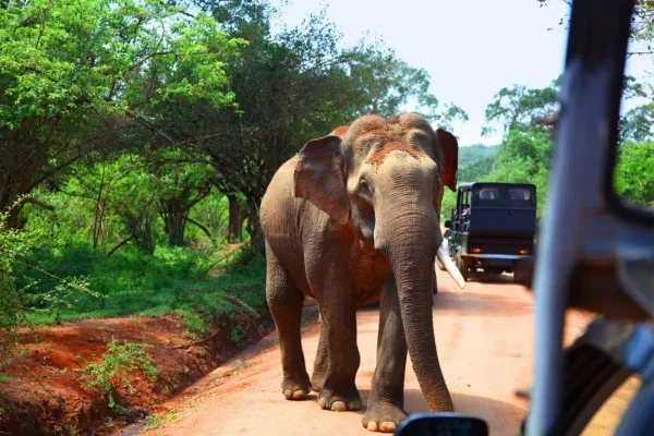 Sri Lanka Macera Turu – 6 Gece 7 Gün Safari, Çay Tarlaları ve Balina - Görsel 1