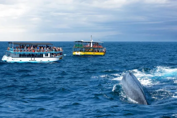 Sri Lanka Macera Turu – 6 Gece 7 Gün Safari, Çay Tarlaları ve Balina - Görsel 5
