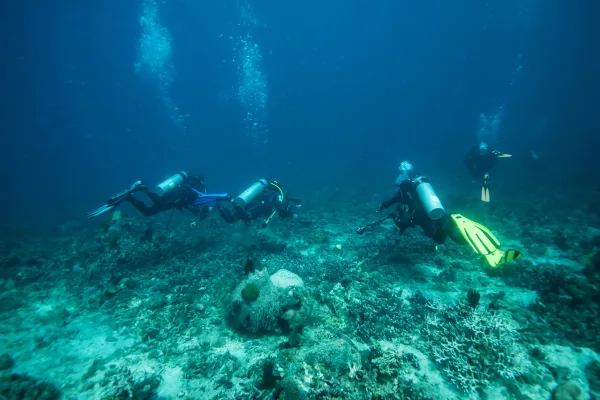 Gökova (Muğla) Tüplü Dalış Turu - Görsel 1